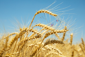 Golden wheat ears under blue sky – close-up