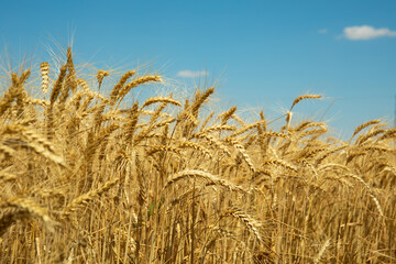 Golden wheat ears under blue sky – close-up