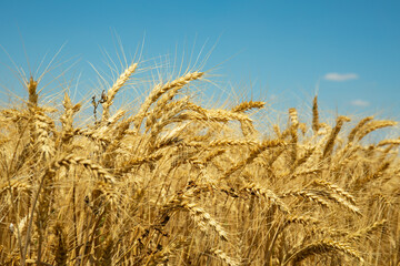 Golden wheat ears under blue sky – close-up
