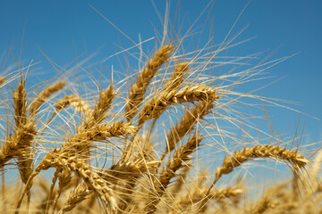 Golden wheat ears under blue sky – close-up