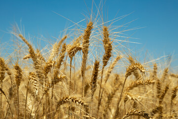 Golden wheat ears under blue sky – close-up
