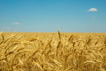 Golden wheat field under blue sky