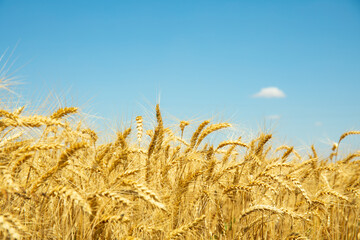 Golden wheat field under blue sky