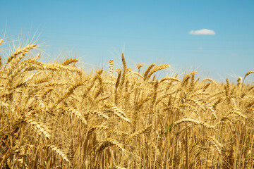 Golden wheat field under blue sky
