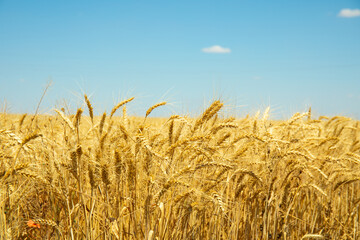 Golden wheat field under blue sky
