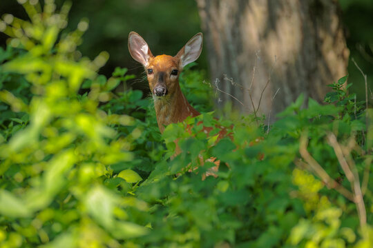 White-tailed deer fawn very attentive to the photographer,, somewhat hidden in the tall vegetation and shadows of the woods near Hartford, Wisconsin in mid-July - Powered by Adobe