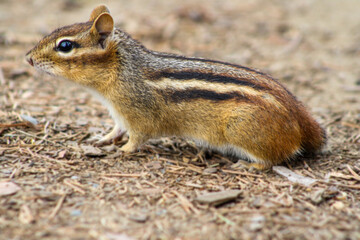 Eastern chipmunk standing alert on forest floor