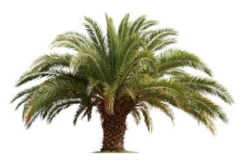 palm tree isolated on white background