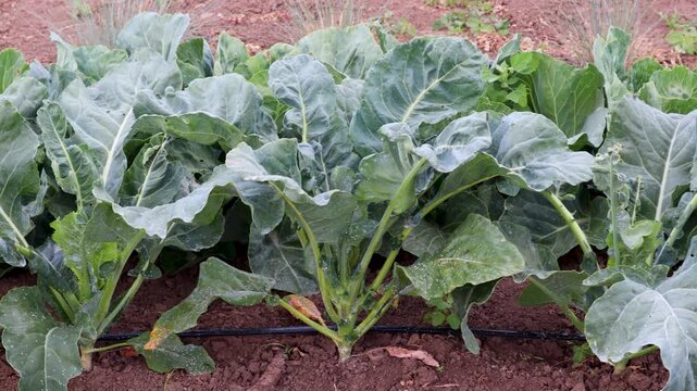 Green collard plants growing vigorously in rich farmland, highlighting healthy crop cultivation and eco friendly agricultural practices