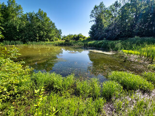 A secluded woodland pond surrounded by cattails, pickerelweed, sweetflag, and horsetail, with...