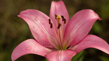 Beautiful flowers in the summer garden, greenery