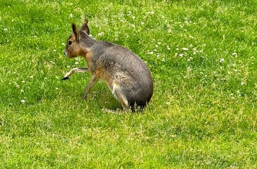 Two Patagonian Maras Grazing on a Sunny Green Meadow