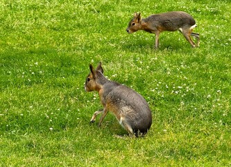 Two Patagonian Maras Grazing on a Sunny Green Meadow