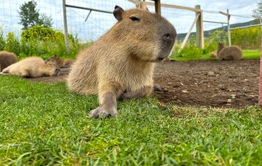 Capybara Resting Peacefully in a Petting Zoo