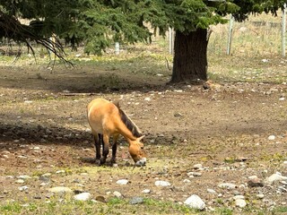 Wild horse grazing peacefully in an open field

