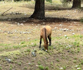 Wild horse grazing peacefully in an open field