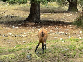 Wild horse grazing peacefully in an open field

