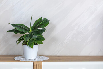 Plant in a vase on the bacground. Plant in a vase on the table. Plant. Flower.