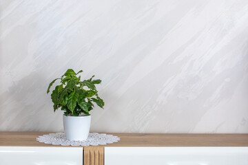 Plant in a vase on the bacground. Plant in a vase on the table. Plant. Flower.