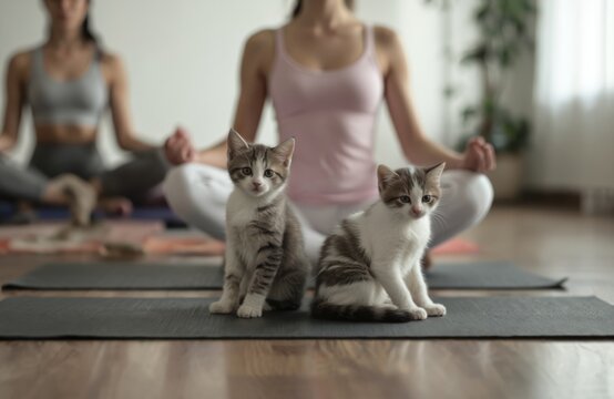 Yoga class in tranquil setting. Two fluffy gray, white kittens sit comfortably on yoga mat. Cats eyes closed in peaceful relaxation, feline curiosity, youthful innocence. Women meditate observe in