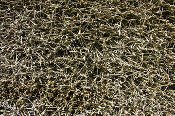Dense tangle of dry thorny branches forming a chaotic natural texture in the sunlight