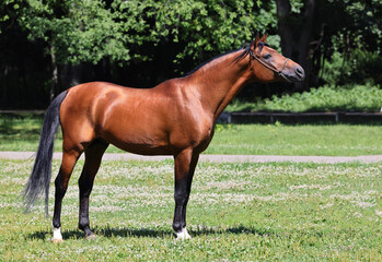 Beautiful bay arab horse rest on the summer field