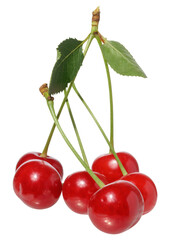 Red cherries with green stems and small green leaves, still attached to their branching point