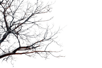 tree branches on a white background