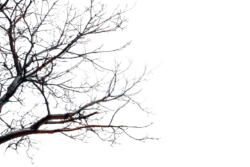 tree branches on a white background