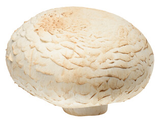 One fresh champignon mushroom with white cap and light brown stem, isolated background