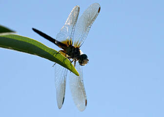 dragonfly on a leaf