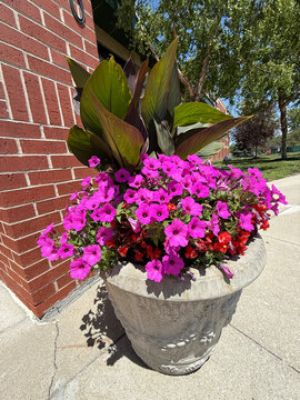 Photo beautiful summer planter with bright magenta flowers. JPEG, 13.2MB, 12x16 in, 3600x4800px, 300p/I, iphone16pro