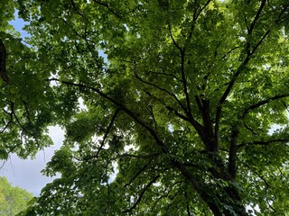 Beautiful tree with green leaves outdoors, low angle view