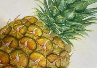 Watercolor painting of a pineapple with vibrant colors and soft blending. The artwork highlights natural texture and tropical fruit freshness, ideal for design and decorative use.