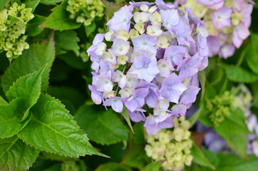 A close-up of a blue hydrangea flower with green leaves, the background is blurred.
