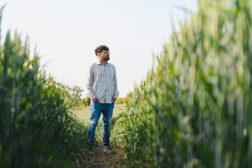 Agronomist inspecting growing wheat in cultivated field