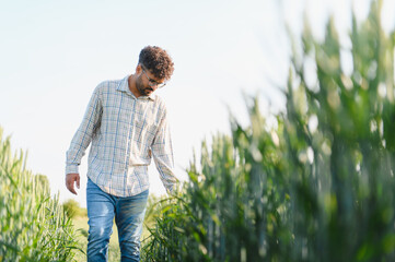 Agronomist walking and inspecting wheat field growth