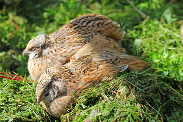 Dormant laying quail in the grass