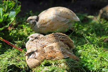 Obraz premium Dormant laying quail in the grass
