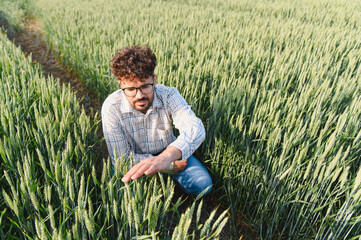 Agronomist inspecting growing wheat in cultivated agricultural field