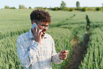 Agronomist examining wheat crop and calling with smartphone in cultivated field