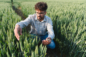 Agronomist inspecting young wheat crop in cultivated field