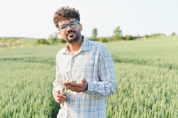 Agronomist inspecting wheat crop in cultivated field