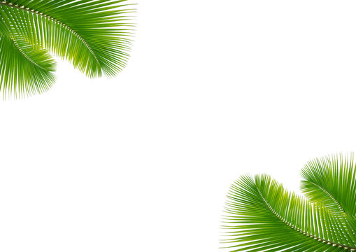 palm leaf with  transparent background