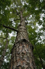 Tall, thin tree trunk with brown bark, reaching towards sky with multiple branches, leaves. Perspective from below, looking up towards sky. Forest-like atmosphere with trees, foliage in backdrop.