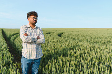 Agronomist inspecting growing wheat field in spring