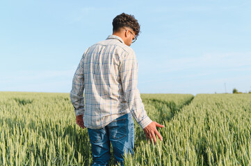 Agronomist walking and inspecting green wheat field growth