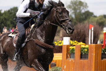 Sportpferd  beim Turnier