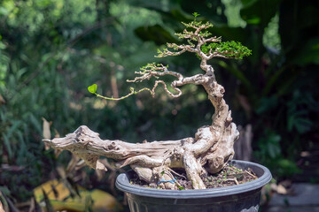 Trim off some of the leaves of the Taiwanese Premna bonsai.