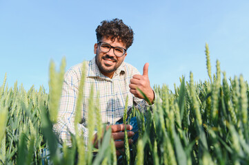 Happy agronomist inspecting wheat field and showing thumbs up